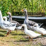 Holiday home Ostseewind - Abc583 Grundshagen